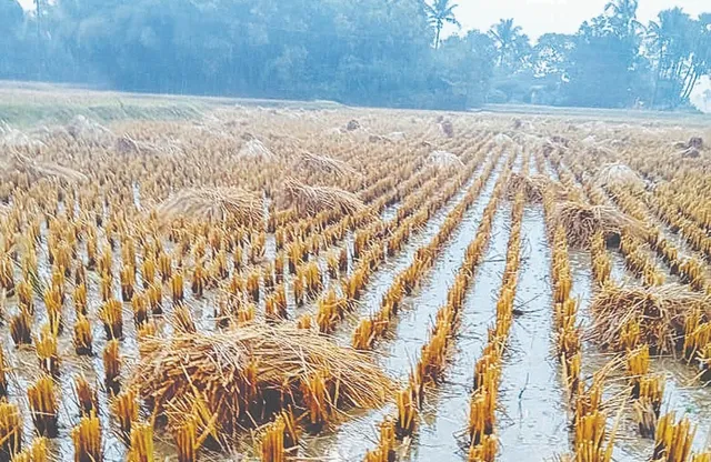 ଅଦିନିଆ ବର୍ଷା ଉଜାଡ଼ିଦେଲା ଧାନଫସଲ: ଚାଷଜମିରେ ପାଣି ଭର୍ତ୍ତି, ଚିନ୍ତାରେ ଚାଷୀ