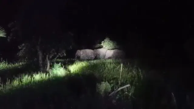 ବିନିକାରେ ପୁଣି ହାତୀ ଉପଦ୍ରବ; ଲୋକେ ଆତଙ୍କିତ