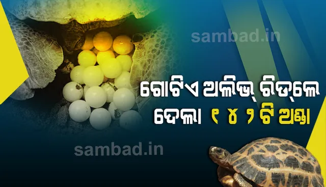 ଆଗମନ ଆରମ୍ଭ: ଗୋଟିଏ ଅଲିଭ୍‌ ରିଡ୍‌ଲେ ଦେଇଛି ୧୪୨ ଅଣ୍ଡା