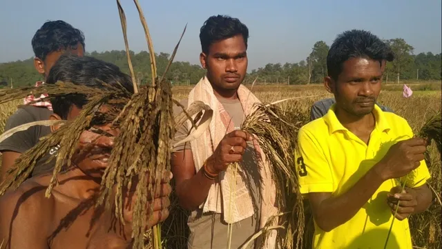 ଧାନ ଫସଲରେ ଅଚିହ୍ନା ରୋଗ; ୫୦୦ ହେକ୍ଟର ଫସଲ ନଷ୍ଟ; ଚାଷୀ ମୁଣ୍ଡରେ ଚଡ଼କ