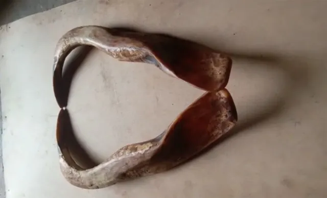 ବାର୍‌ହା ଦାନ୍ତ ଯୋଡ଼ାକୁ ଲକ୍ଷେ ! ପ୍ରାଣୀ ଅଙ୍ଗ ରାକେଟ୍ ସକ୍ରିୟ, ଝାଡ଼ଖଣ୍ଡ ଓ ରାଉରକେଲାକୁ ଚୋରା ଚାଲାଣ