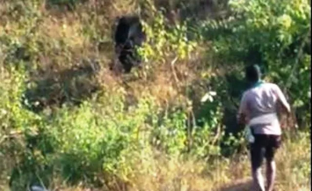 ସିନାପାଲିରେ ପୁଣି ଭାଲୁ ଆକ୍ରମଣ ଯୋଗୁଁ ଜଣେ ମହିଳା ଗୁରୁତର ଆହତ