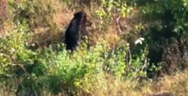 ଭାଲୁ ଆକ୍ରମଣରେ ଦୁଇ ମହିଳାଙ୍କ ସମେତ ତିନି ଗୁରୁତର