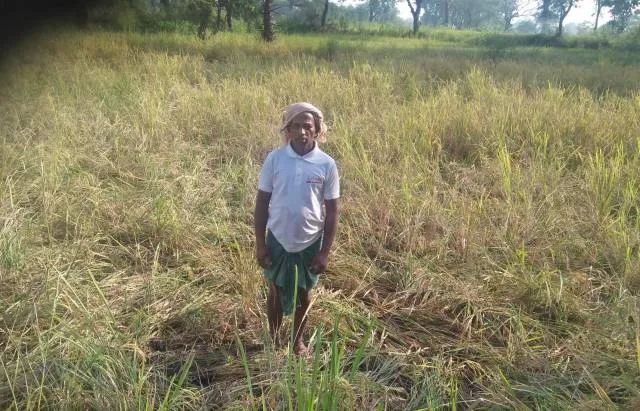 ବାର୍‌ହା ଉପଦ୍ରବରେ ଧାନ ଫସଲ ନଷ୍ଟ