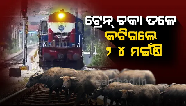 ଢେଙ୍କାନାଳ : ଟ୍ରେନ ଧକ୍କାରେ ୨୪ ମଇଁଷି ମୃତ, ଋଣକରି ମଇଁଷି କିଣିଥିବା ଚାଷୀ ସର୍ବସ୍ବାନ୍ତ