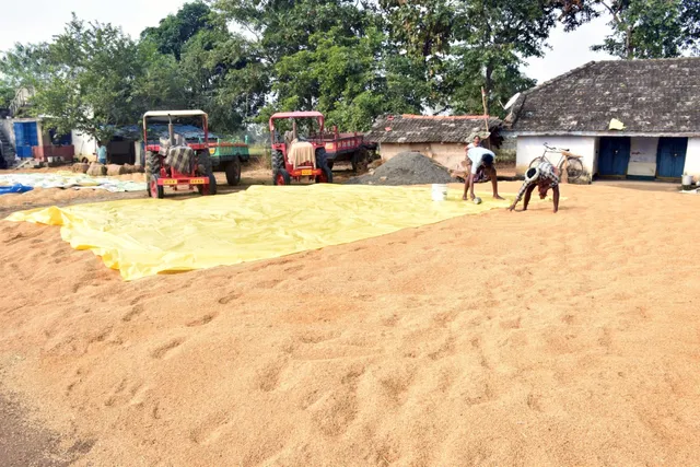 ପ୍ରକୃତିଠୁ ବଳି ପଡ଼ୁଛି ପ୍ରଶାସନର ମାଡ଼: ଖୋଲା ଆକାଶ ତଳେ କ୍ବିଣ୍ଟାଲ-କ୍ବିଣ୍ଟାଲ ଧାନ, ଚିନ୍ତାରେ ଚାଷୀ