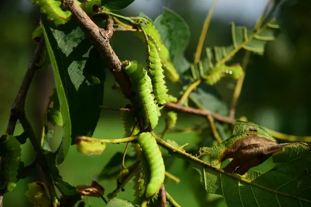 ଖୁଣ୍ଟଗାଁରେ ହେବ ‘ଟସର ସିଲ୍କ ପାର୍କ’, ସୁନ୍ଦରଗଡ଼ ଟସରର ବ୍ରାଣ୍ଡିଂ ଉପରେ ଗୁରୁତ୍ୱ