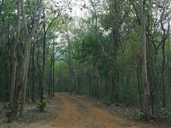 ରାଜ୍ୟରେ ଜଙ୍ଗଲ ଚାପ ୭୦% କମିଛି