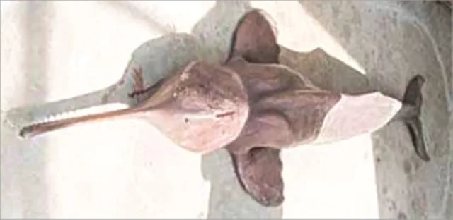 ବିରଳ ପ୍ରଜାତିର ମୃତ ଡଲଫିନ ଉଦ୍ଧାର, ସଂଗ୍ରହାଳୟରେ ରହିବ କଙ୍କାଳ