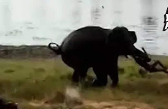 ଢେଙ୍କାନାଳ; ବୃଦ୍ଧଙ୍କୁ ଦଳିଦେଲା ଦନ୍ତା