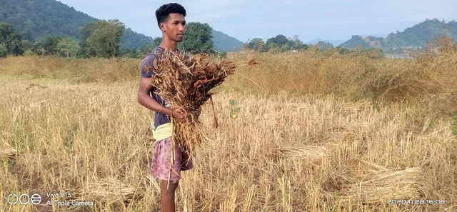 ଦାଉ ସାଧିଲା ଅଦିନିଆ ବର୍ଷା, ବ୍ୟାପକ ଫସଲ ନଷ୍ଟ