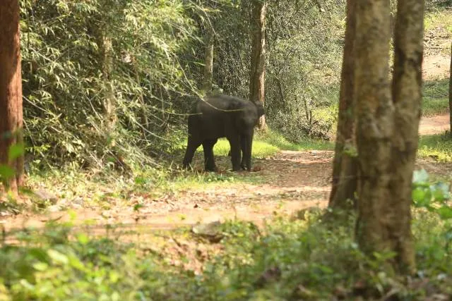 ହାତୀ ଦେହରେ ଲାଗିଲା ୩୦ ସାଲାଇନ୍