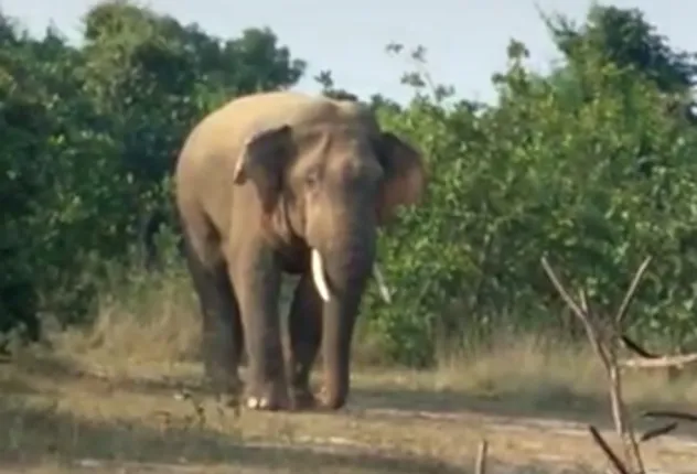 ଯୁବଚାଷୀଙ୍କୁ ଶୁଣ୍ଢରେ କଚାଡ଼ି ଦେଲା ଦନ୍ତା; ଚିତ୍କାର ଶୁଣି ଦୌଡି ଆସିଲେ ଲୋକେ, ପଳାଇଗଲା ହାତୀ