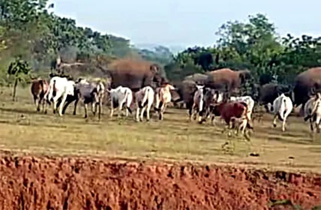 ଗୋରୁଗୋଠରେ ପଶିଲା ହାତୀପଲ