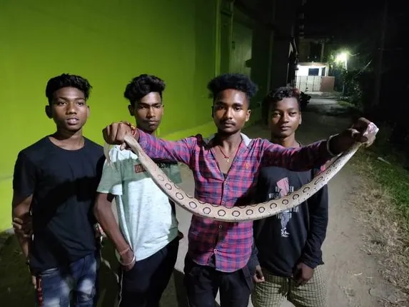 ସମ୍ବଲପୁରରୁ ଉଦ୍ଧାର ହେଲା ବିରଳ ଚନ୍ଦ୍ରବୋଡ଼ା ସାପ