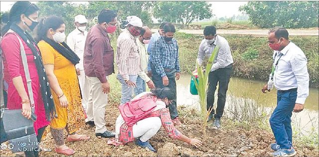 ଜୀବିକା ମିସନରେ ଲାଗିଲା ୭ ଶହ ନଡ଼ିଆ ଚାରା