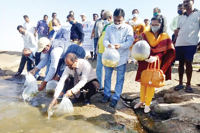 ମହାନଦୀରେ ମାଛ ଚାଷ, ଛଡ଼ାହେଲା ୫୦ ହଜାର ଯାଆଁଳ