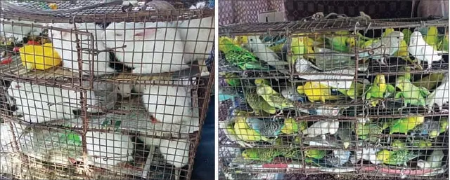 ପଶ୍ଚିମବଙ୍ଗରୁ ପକ୍ଷୀ, ବନ୍ୟଜନ୍ତୁ ଚୋରାଚାଲାଣ: ୬୦୦ ପକ୍ଷୀ, ୬୦ ଠେକୁଆ ଉଦ୍ଧାର