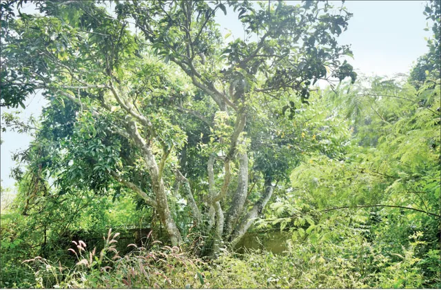 ଏକାମ୍ରକାନନ ଫାର୍ମ ଜମି : ଅଟକିଲା ହସ୍ତାନ୍ତର ପ୍ରକ୍ରିୟା