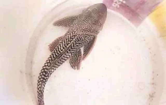 କଣ୍ଟିଲୋ ନିକଟସ୍ଥ ମହାନଦୀରୁ ମିଳିଲା ବିରଳ ମାଛ