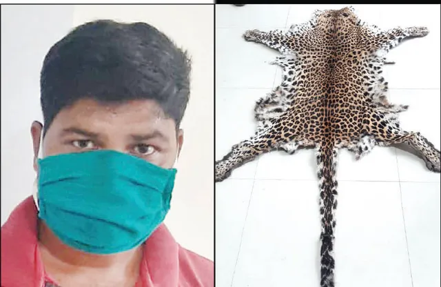 ଭୁବନେଶ୍ବରରୁ ବାଘ ଛାଲ ଜବତ, ଘରୋଇ ବିଶ୍ବବିଦ୍ୟାଳୟ ଡ୍ରାଇଭର ଗିରଫ