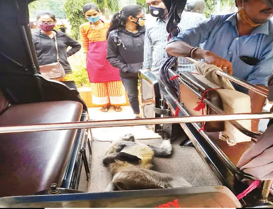 ମାଙ୍କଡ଼ ବଞ୍ଚାଇବାକୁ ୬୦ ମିନିଟ୍‌: ମାନବିକତା ଦେଖାଇଲେ ଯୁବକ, ଯୁବତୀ