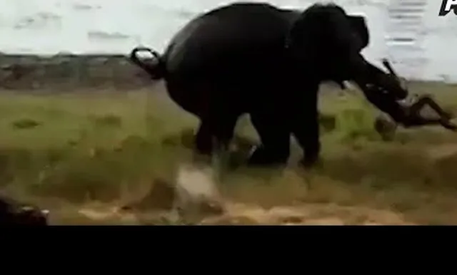 ହାତୀ ଆକ୍ରମଣରେ ବଡ଼ଭାଇର ମୃତ୍ୟୁ, ଅଳ୍ପକେ ବର୍ତ୍ତିଲେ ସାନଭାଇ