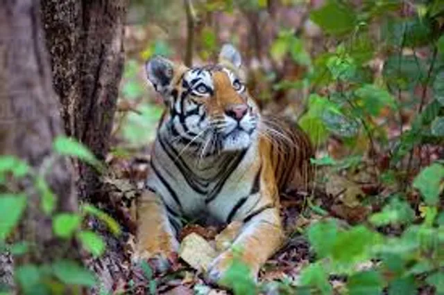 ରାଜ୍ୟ ବନ୍ୟପ୍ରାଣୀ ବୋର୍ଡ ପୁନର୍ଗଠିତ