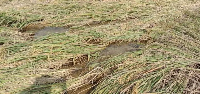 କାରଖାନାର ବର୍ଜ୍ୟଜଳରେ ବୁଡ଼ିଲା ଧାନ ଫସଲ, ଥାନାରେ ଅଭିଯୋଗ