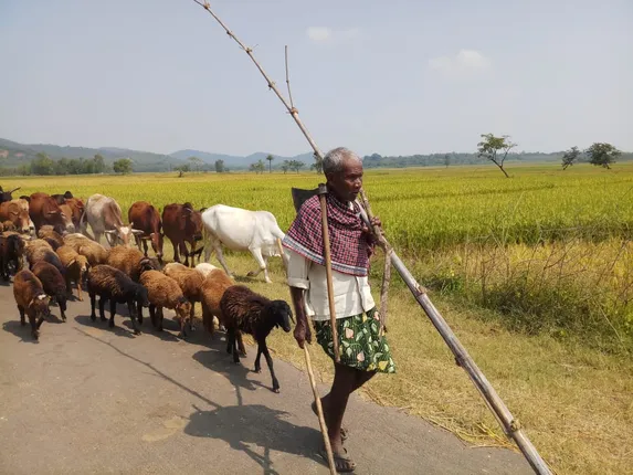ଜମିରେ ଫଳିଛି ସୁନାର ପସଲ, ସୁରକ୍ଷା ଦେଇ ଛେଳିମେଣ୍ଡା ଓ ଗାଈ ଗୋରୁଙ୍କୁ ବାଟ କଢ଼ାଇ ନେଉଛନ୍ତି ବୃଦ୍ଧ (ଫଟୋ: ସୁରେଶ, ଜୟପୁର)