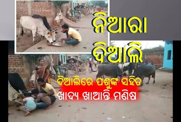 ଆଦିବାସୀଙ୍କ ନିଆରା ଦିଆଲି ପର୍ବ: ଗାଈଗୋରୁଙ୍କୁ ପୂଜା କରନ୍ତି, ପଶୁଙ୍କ ସହିତ ଗୋଟିଏ ଥାଳିରେ ଖାଆନ୍ତି