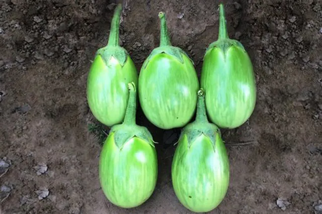 କଥା-ଫରୁଆ : ‘‘ବାହାବେଳେ ବାଇଗଣ ରୁଆ’’