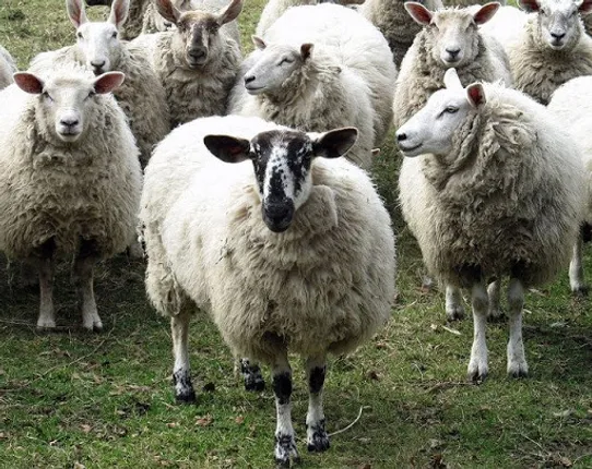 କଥା-ଫରୁଆ : ‘‘ଗଡ୍‌ଡାଳିକା ପ୍ରବାହ ନ୍ୟାୟ’’