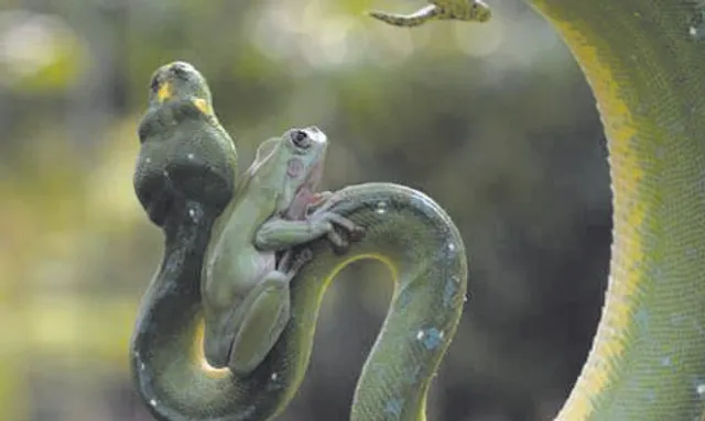 ଖୋଲା ଝରକା : ହ୍ରାସ ପାଉଛି ସରୀସୃପଙ୍କ ଜୀବନକାଳ