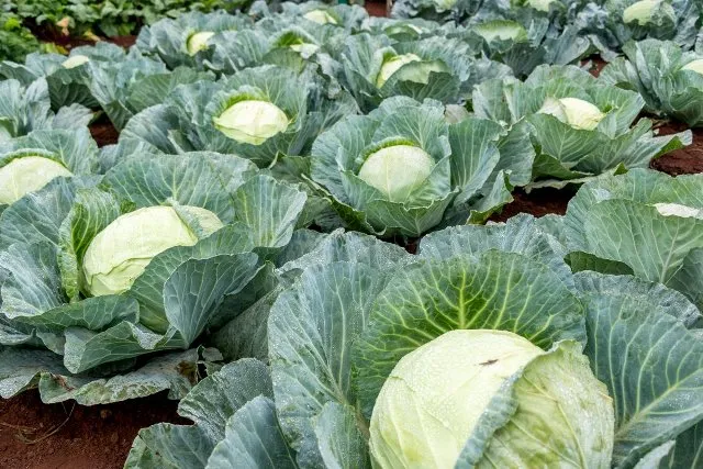 ବେପାରୀଙ୍କ କବ୍‌ଜାରେ ବିଲ : ଶୋଷଣର ଶିକାର ହେଉଛନ୍ତି ପରିବା ଚାଷୀ