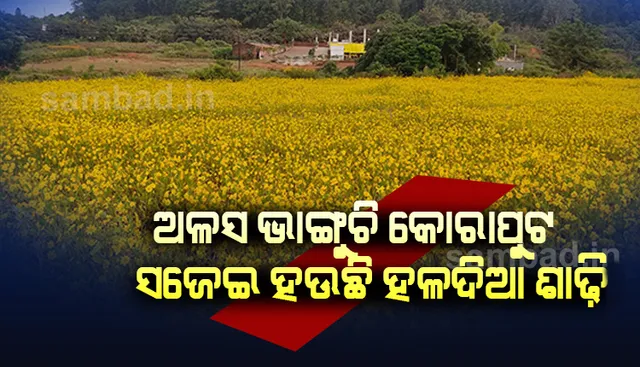 ଅଳସୀ ମେଳରେ ଅଳସ ଭାଙ୍ଗୁଛି କୋରାପୁଟ, ସଜେଇ ହୋଇଛି  ହଳଦିଆ ଶାଢି