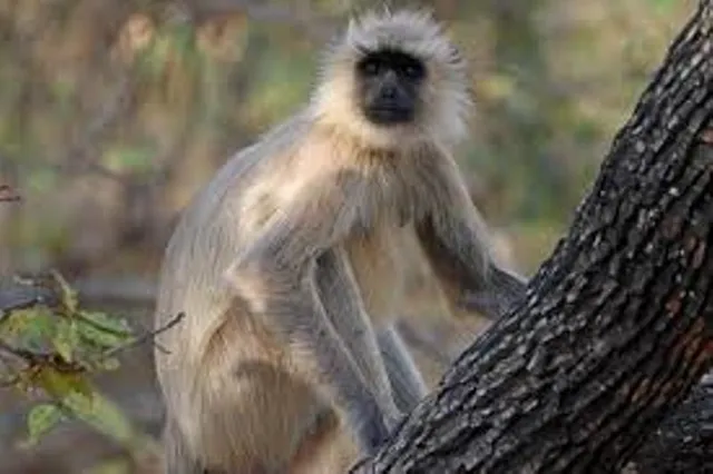 ମାଙ୍କଡ଼ଙ୍କ ଉପଦ୍ରଵ, ଶୁଖିଲା ଡାଳ ପଡି ବୃଦ୍ଧା ମୃତ