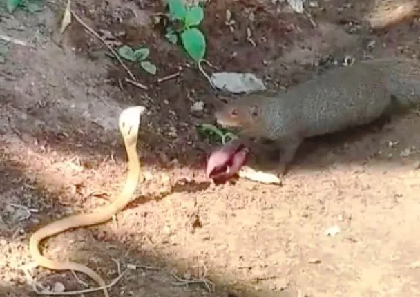 ନାଗ ସାପ ସହ ଲଢେଇ କରି ଜିତିଲା ପୋଷା ନେଉଳ, ଦେଖନ୍ତୁ ଭିଡିଓ