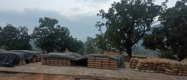 ମେଘୁଆ ପାଗ ଯୋଗୁଁ ଚିନ୍ତାରେ ଚାଷୀ, ମଣ୍ଡିରେ ପଡ଼ିରହିଛି ହଜାର ହଜାର ବସ୍ତା ଧାନ