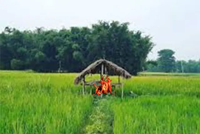 ତାପମାତ୍ରା ସୀମା ଟପୁଛି, ଚାଷୀର ଚିନ୍ତା ବଢ଼ୁଛି