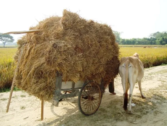 ବର୍ଷାରେ ଭିଜିଲା ଧାନ, ଚିନ୍ତା ବଢ଼ିଲା; ବିନା ଟୋକନ୍‌ରେ ମଣ୍ଡିକୁ ଧାନ ବୋହୁଛନ୍ତି ଚାଷୀ