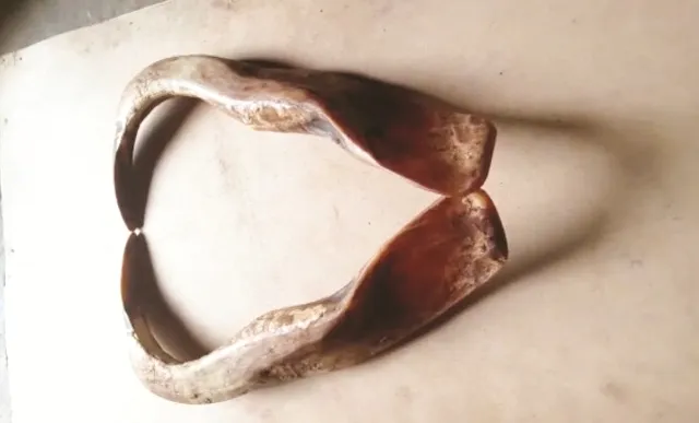 ବାର୍‌ହା ଦାନ୍ତ ଯୋଡ଼ାକୁ ଲକ୍ଷେ!