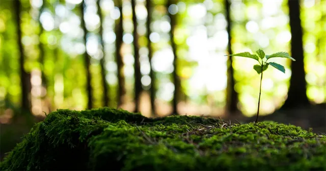 ଚାରା ରୋପଣ ନାଁରେ ଚାରା ଭକ୍ଷଣ! ୧୧.୫ ଲକ୍ଷ ଚାରା ରୋପଣରେ ଖର୍ଚ୍ଚ ୨.୧୫ କୋଟି