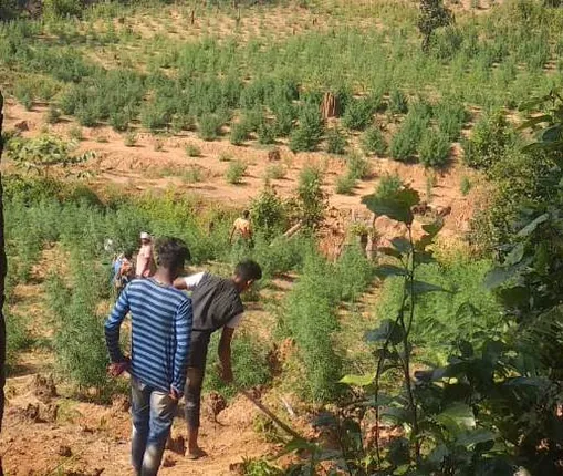 କନ୍ଧମାଳ : ପୁଲିସ ଓ ଅବକାରୀ ମିଳିତ ଅଭିଯାନ, ୩୬୦ ଏକରରୁ ଗଂଜେଇ ଗଛ ସଫା