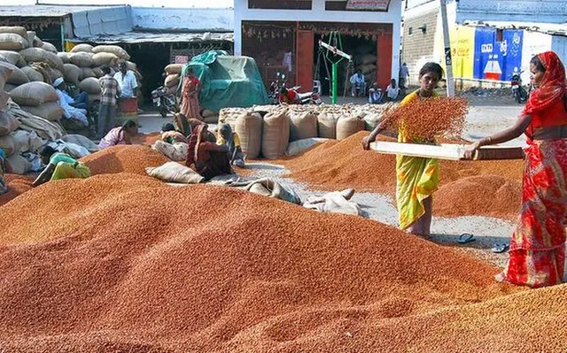 ଡିସେମ୍ବର ୧୫ରୁ ଗଞ୍ଜାମ ଜିଲ୍ଲାର ଚାଷୀଙ୍କ ଠାରୁ କିଣାଯିବ ମାଣ୍ଡିଆ