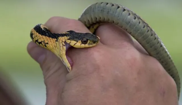 ସର୍ପାଘାତ ନେଉଛି ଅକାଳରେ ଜୀବନ, ୭ ବର୍ଷରେ ଜିଲ୍ଲାରେ ଗଲାଣି ୨୨୨ ଜଣଙ୍କ ପ୍ରାଣ