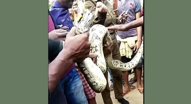 ବଡ଼ଗାଁ ବନାଞ୍ଚଳ ଯାଜପୁର ଗାଁରୁ ଅଜଗର ଉଦ୍ଧାର 