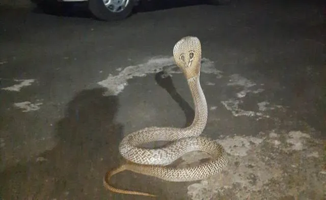 ନାଗସାପ କାମୁଡ଼ାରେ ୨ ଛେଳି ଛୁଆ ମୃତ