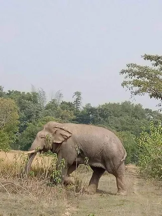 ନୀଳଗିରିକୁ ପ୍ରବେଶ କଲେ ୪୨ଟି ଝାଡ଼ଖଣ୍ଡି ହାତୀ