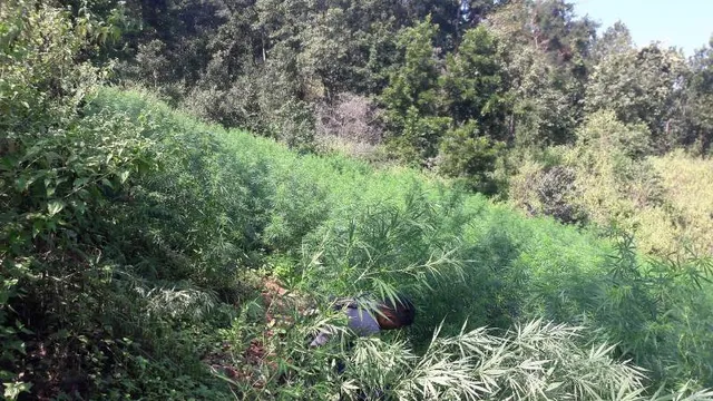 କରୋନା ବଢ଼ାଇଲା ଗଞ୍ଜେଇ ଚାଷ: ଚଳିତ ବର୍ଷ କନ୍ଧମାଳର ୧୭୧ରୁ ୧୫୦ ପଞ୍ଚାୟତରେ ଗଞ୍ଜେଇ ମହକ